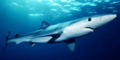 Requin bleu prionace glauca en eau bleue