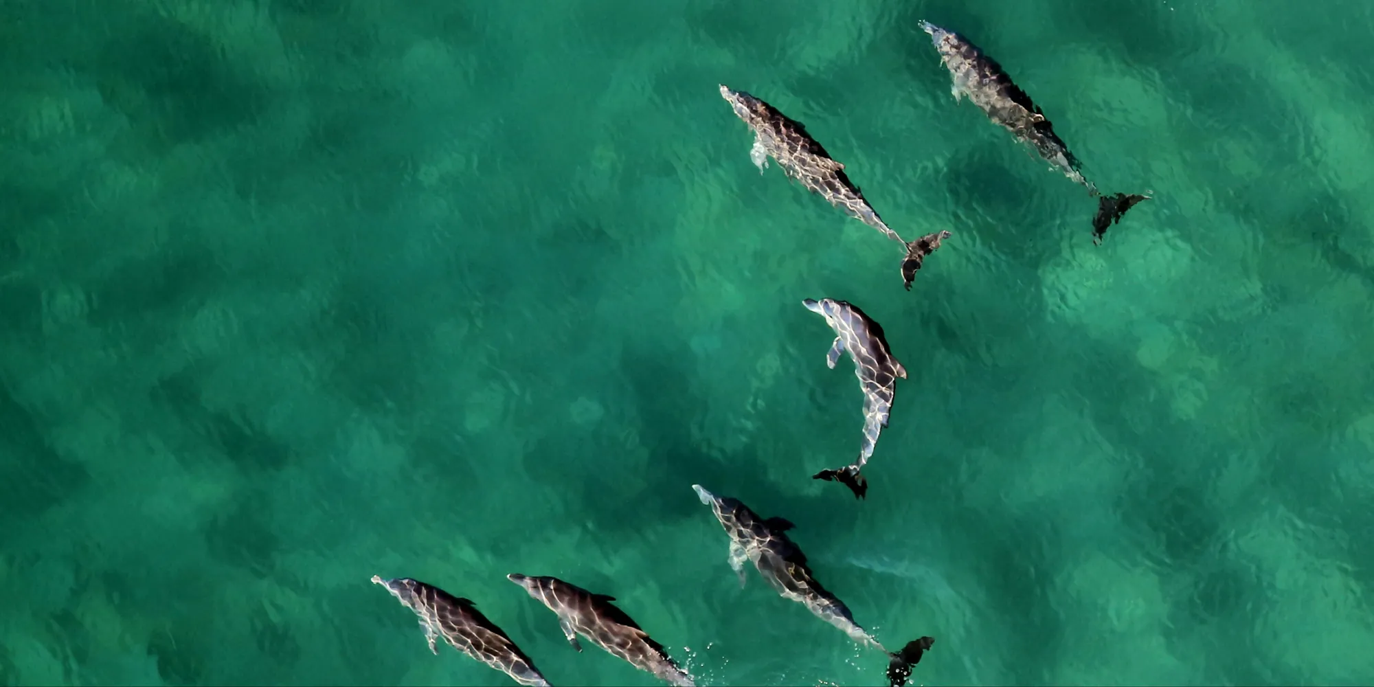 Dauphins vus d'en haut à la surface de l'eau