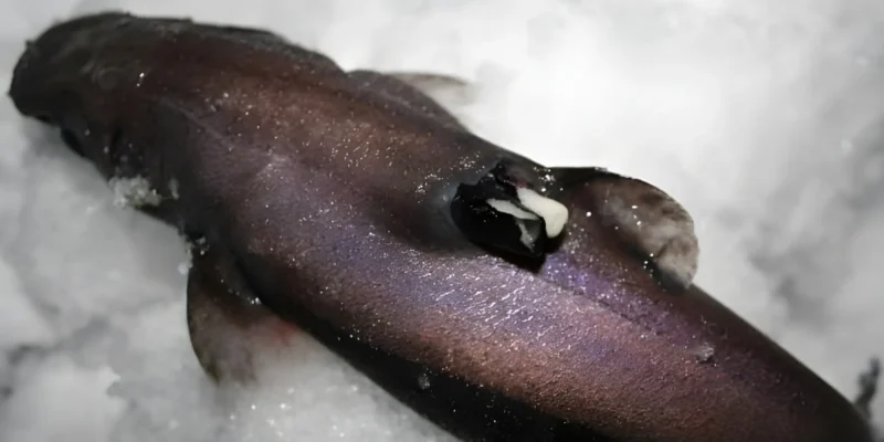 Etmopterus spinax sur requin-lanterne