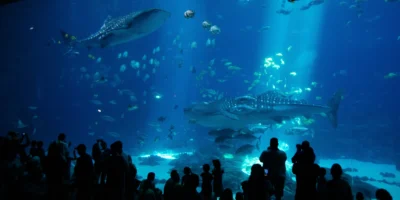 Aquarium de Géorgie Taroko requin-baleine décédé