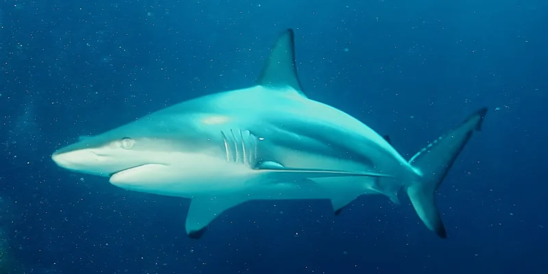 Requin à pointe noire Carcharhinus limbatus