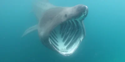 Bouche ouverte du requin pèlerin Cetorhinus maximus