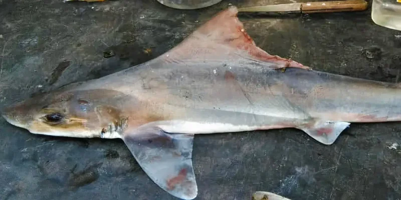 Le requin-chien Sailback redécouvert après 50 ans