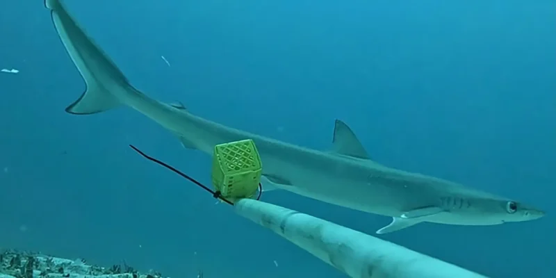 Requin à fentes oculaires Loxodon macrorhinus