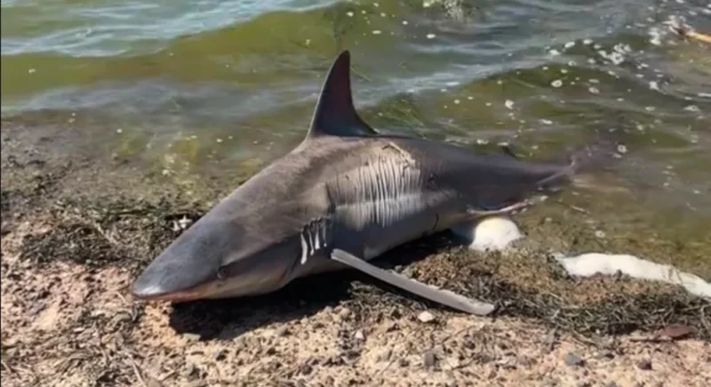 Requin noir mort dans la lagune de Sardaigne en Italie (Méditerranée)