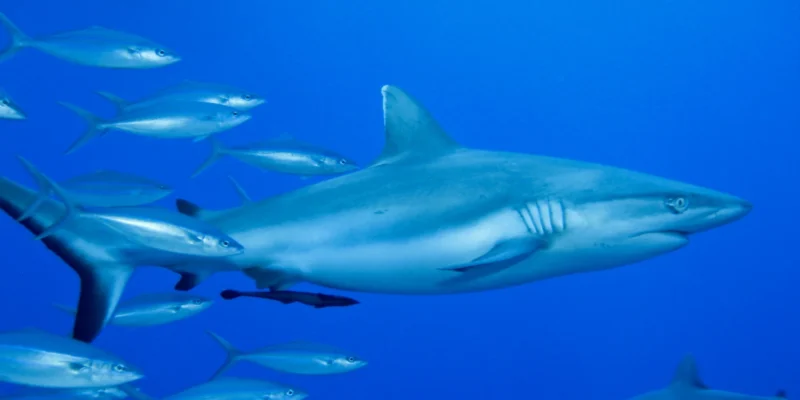Requin à pointes blanches Carcharhinus albimarginatus dans le bleu avec des poissons
