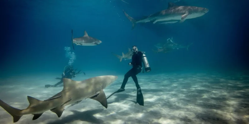 Plongeurs dans l'eau avec plusieurs requins