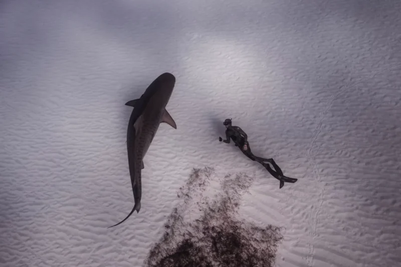 Tiger Beach requin-tigre Bahamas