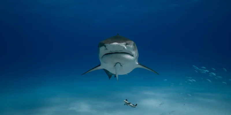 Requin tigre Galeocerdo cuvier de face