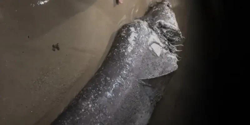 Requin gris mort avec une grande blessure échoué sur une plage urbaine à Majorque