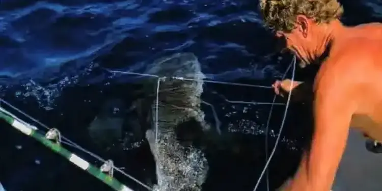Trump gracie deux plongeurs de Floride qui ont libéré 19 requins de palangres pour vol