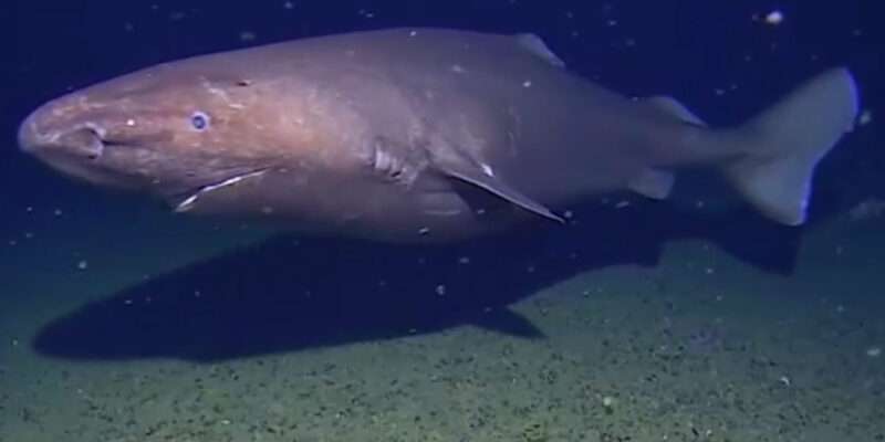 Requin dormeur inconnu en Antarctique