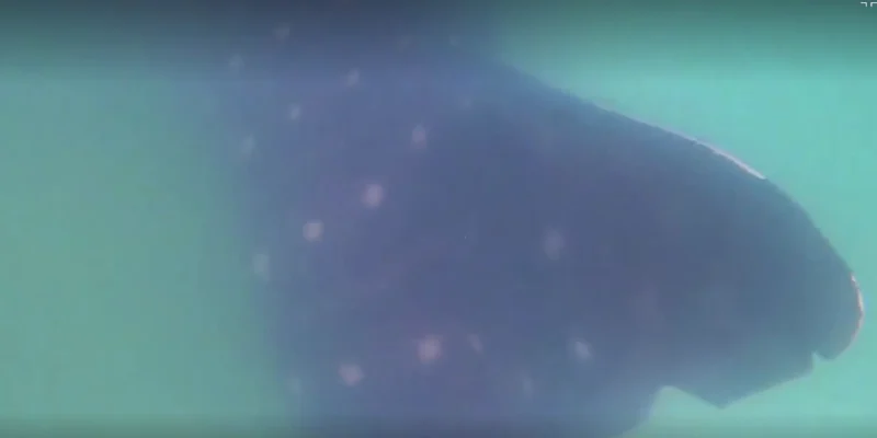 Requin-baleine près de la côte d'Ashdod en Méditerranée, en Israël