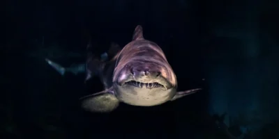 Grand requin blanc de face avec des dents acérées