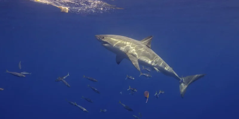Grand requin blanc Carcharodon carcharias de côté nageant vers l'appât