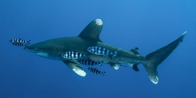 Requin océanique à pointes blanches carcharhinus longimanus