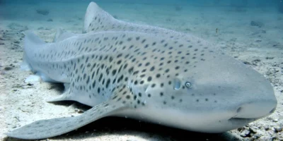 Requin-zèbre Stegostoma tigrinum en Thaïlande couché sur un fond sableux