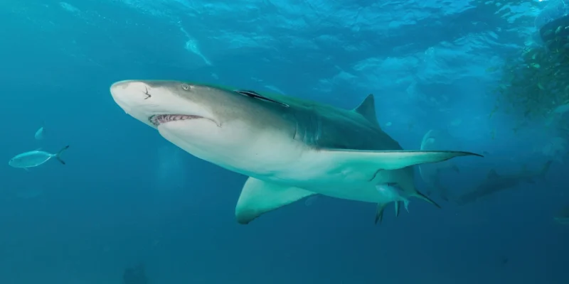 Requin citron negaprion brevirostris