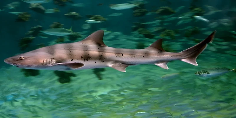 Requin-hâ à bandes Triakis scyllium
