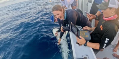 Requin de récif des Caraïbes examiné le long d’un bateau aux îles Caïmans
