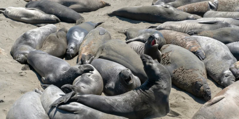 Un groupe de phoques sur le sable