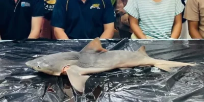Requin du Gange Glyphis gangeticus dans le fleuve Sesayap