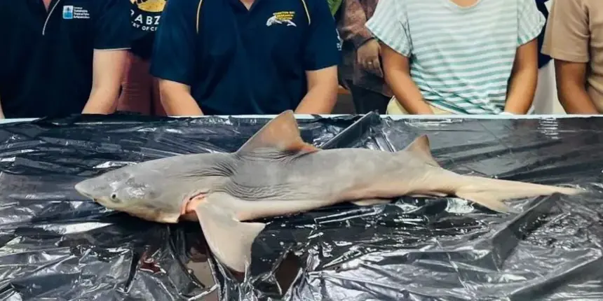 Requin du Gange Glyphis gangeticus dans le fleuve Sesayap