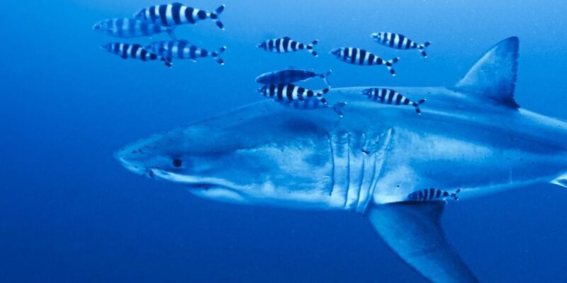 Grand requin blanc en Méditerranée