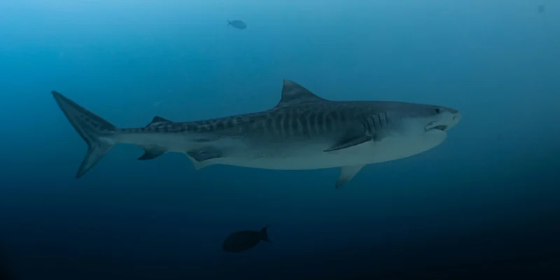 Jeune requin tigre de profil, Galeocerdo cuvier