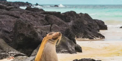 Otarie sur la plage de Santa Fe, Galápagos