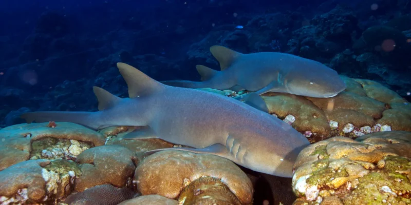 deux requins nourrices de l’Atlantique (Ginglymostoma cirratum) allongés sur des rochers