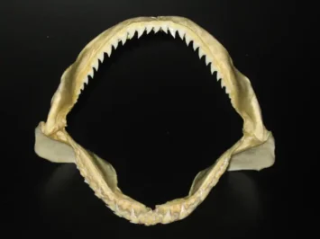 Requin bleu Prionace glauca dentition dents