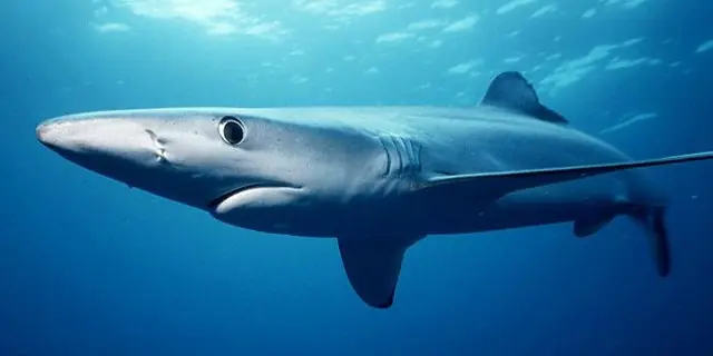 Requin bleu prionace glauca dans les eaux bleues