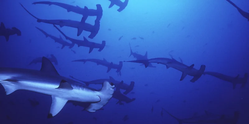Banc de requins marteaux halicornes Sphyrna lewini