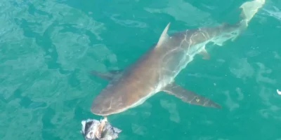 requin cuivre (Carcharhinus brachyurus)