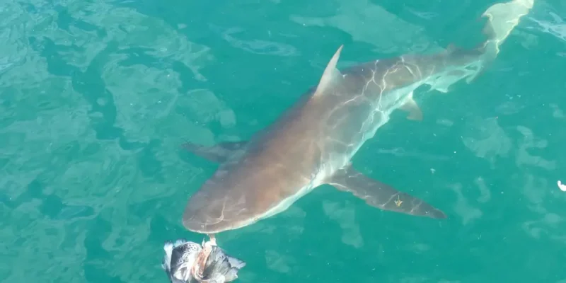 requin cuivre (Carcharhinus brachyurus)