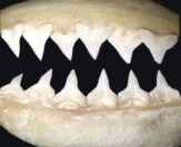 Dentition du requin bouledogue Carcharhinus leucas