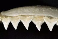 Requin bouledogue Carcharhinus leucas mâchoire supérieure