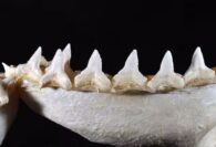 Requin bouledogue Carcharhinus leucas mâchoire inférieure