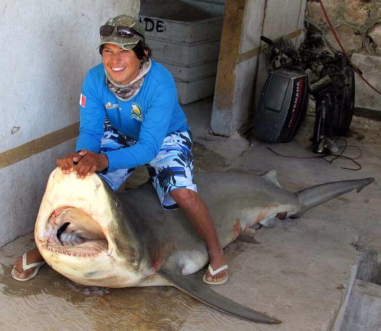 Requin bouledogue Carcharhinus leucas tué