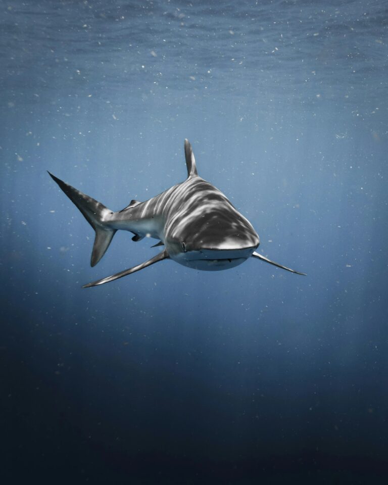 Requin bouledogue Carcharhinus leucas en eau bleue en Floride Requin bouledogue Carcharhinus leucas en eau bleue en Floride