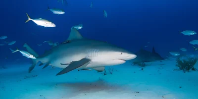 Requin bouledogue Carcharhinus leucas au-dessus du sable
