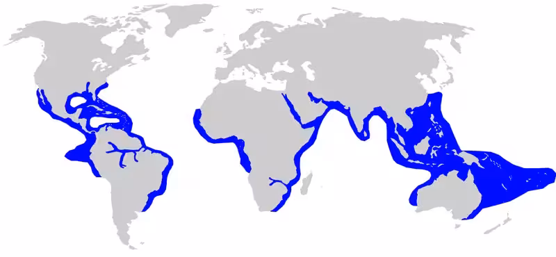 Carte de répartition et d’habitat du requin bouledogue (Carcharhinus leucas)