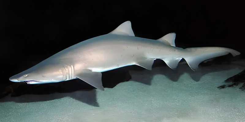 Carcharias taurus requin taureau des sables sur fond sombre