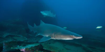Carcharias taurus requin-taureau sable au-dessus du fond marin
