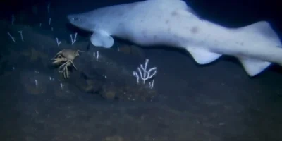 Première preuve d'un faux requin-chat leucistique