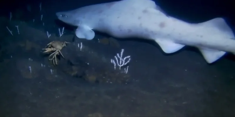 premier signalement d’un requin chat faux leucistique