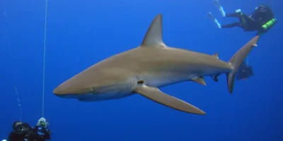 Requin des Galápagos Carcharhinus galapagensis