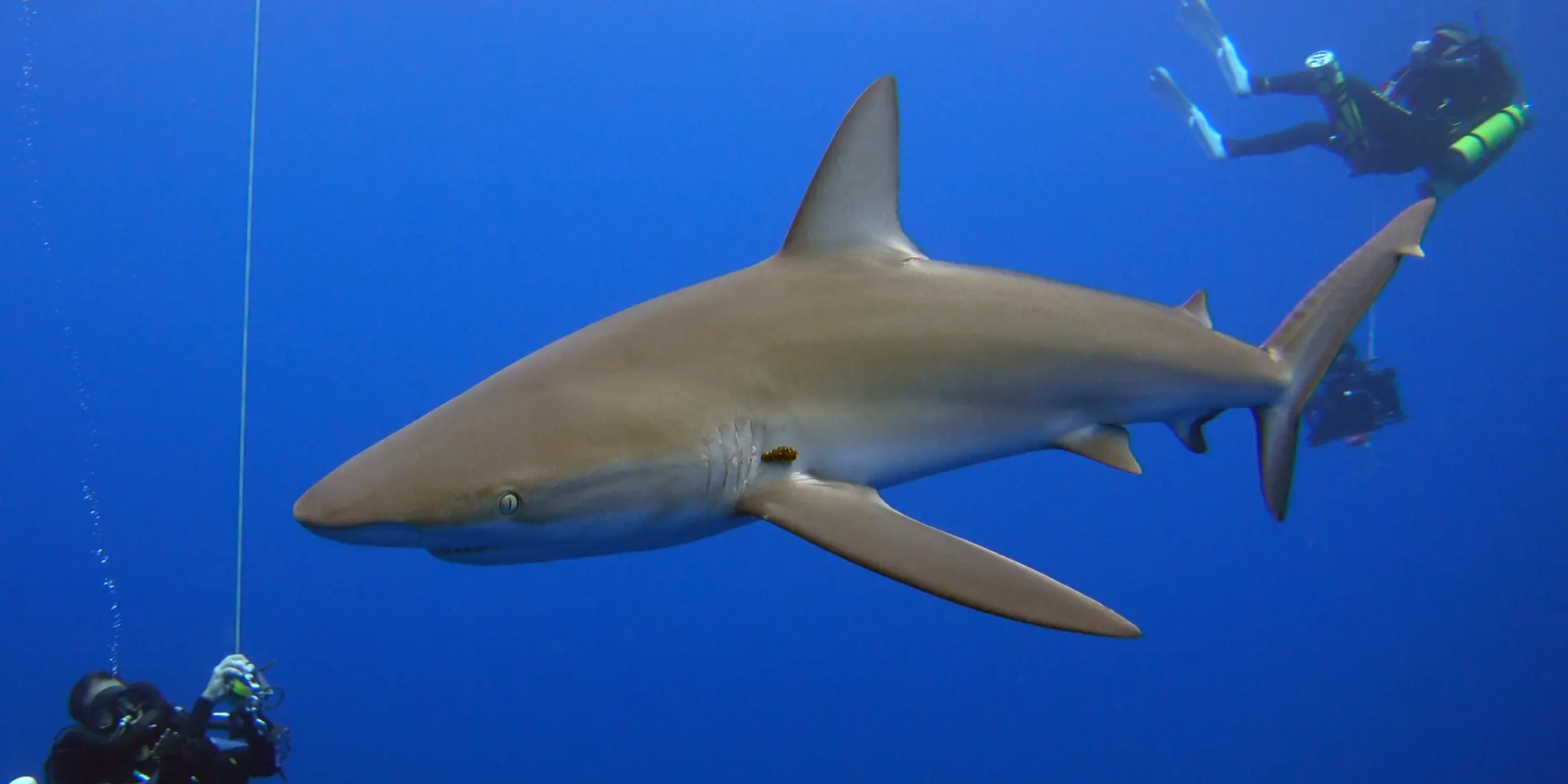 Requin des Galápagos Carcharhinus galapagensis