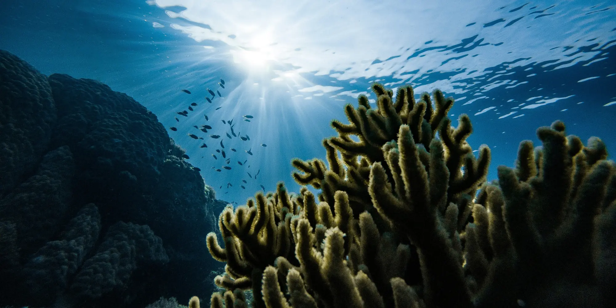 Grande Barrière de corail : coraux et poissons
